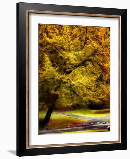 Magical Tree-Jody Miller-Framed Photographic Print