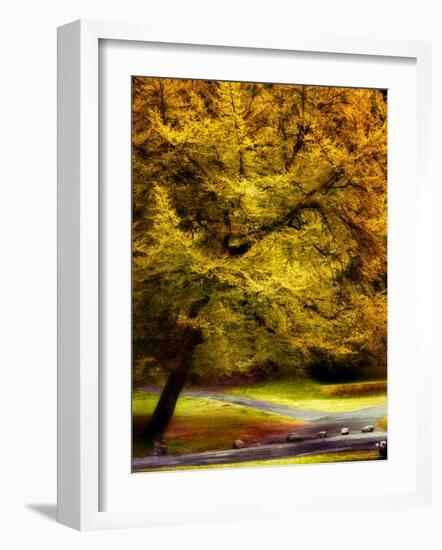 Magical Tree-Jody Miller-Framed Photographic Print