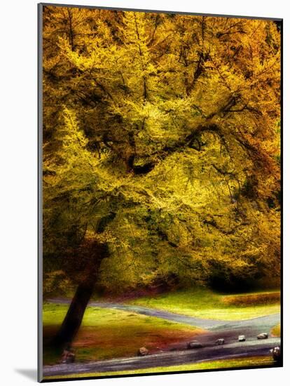 Magical Tree-Jody Miller-Mounted Photographic Print