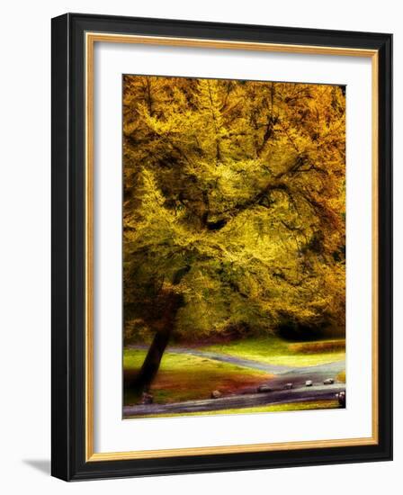 Magical Tree-Jody Miller-Framed Photographic Print