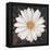 Magical White Daisy-Ivo-Framed Stretched Canvas