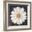 Magical White Daisy-Ivo-Framed Art Print