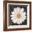 Magical White Daisy-Ivo-Framed Art Print