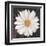 Magical White Daisy-Ivo-Framed Art Print