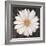 Magical White Daisy-Ivo-Framed Art Print