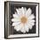 Magical White Daisy-Ivo-Framed Art Print