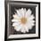 Magical White Daisy-Ivo-Framed Art Print