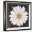 Magical White Daisy-Ivo-Framed Art Print