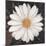 Magical White Daisy-Ivo-Mounted Art Print