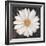 Magical White Daisy-Ivo-Framed Art Print