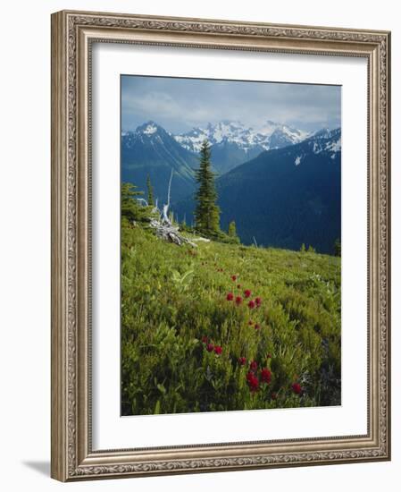 Magneta Paintbrush, White River Canyon, Mount Rainier National Park, Washington, USA-Scott T. Smith-Framed Photographic Print