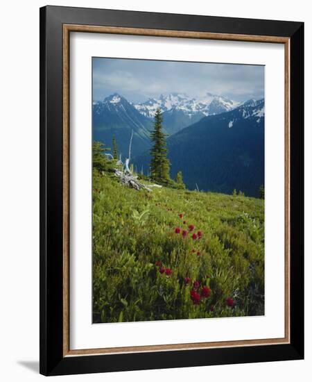 Magneta Paintbrush, White River Canyon, Mount Rainier National Park, Washington, USA-Scott T. Smith-Framed Photographic Print