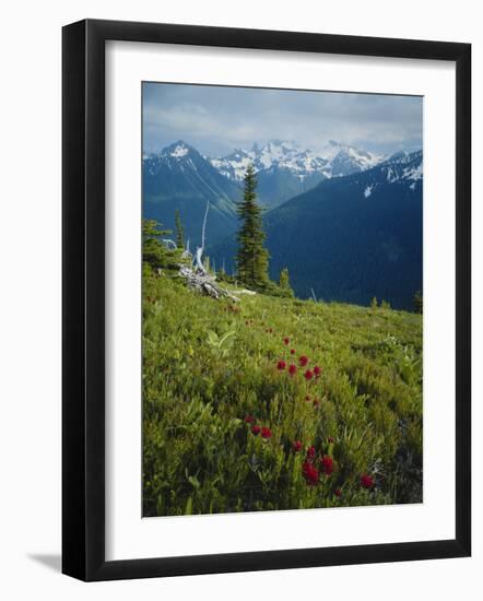 Magneta Paintbrush, White River Canyon, Mount Rainier National Park, Washington, USA-Scott T. Smith-Framed Photographic Print