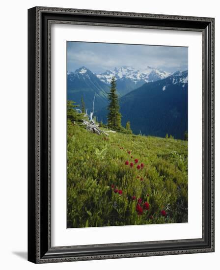 Magneta Paintbrush, White River Canyon, Mount Rainier National Park, Washington, USA-Scott T. Smith-Framed Photographic Print