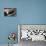 Magnetic Pickup Cartridge-Johnny Greig-Photographic Print displayed on a wall