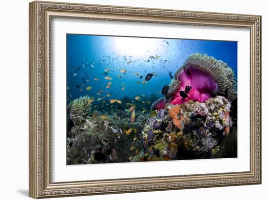 Magnificent Anemone Coral-null-Framed Photographic Print