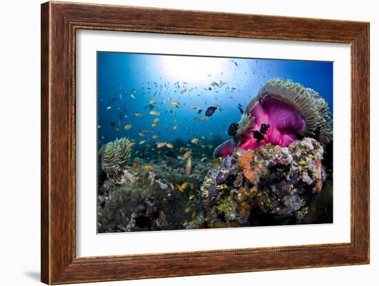 Magnificent Anemone Coral-null-Framed Photographic Print