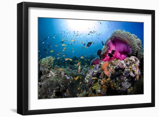 Magnificent Anemone Coral-null-Framed Photographic Print