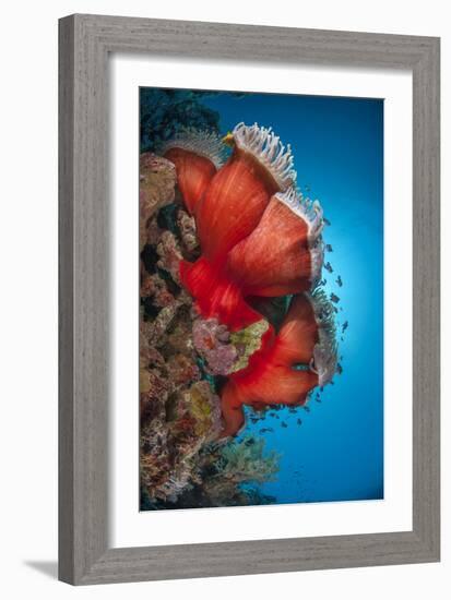 Magnificent Anemone (Heteractis Magnifica), Ras Mohammed Nat'l Pk, Off Sharm El Sheikh, Egypt-Mark Doherty-Framed Photographic Print