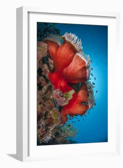 Magnificent Anemone (Heteractis Magnifica), Ras Mohammed Nat'l Pk, Off Sharm El Sheikh, Egypt-Mark Doherty-Framed Photographic Print