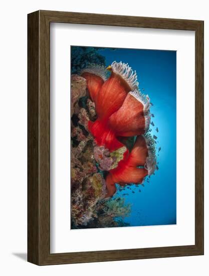 Magnificent Anemone (Heteractis Magnifica), Ras Mohammed Nat'l Pk, Off Sharm El Sheikh, Egypt-Mark Doherty-Framed Photographic Print