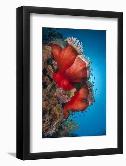 Magnificent Anemone (Heteractis Magnifica), Ras Mohammed Nat'l Pk, Off Sharm El Sheikh, Egypt-Mark Doherty-Framed Photographic Print