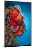 Magnificent Anemone (Heteractis Magnifica), Ras Mohammed Nat'l Pk, Off Sharm El Sheikh, Egypt-Mark Doherty-Mounted Photographic Print