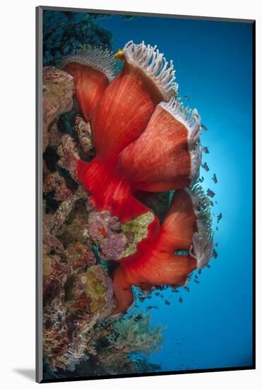 Magnificent Anemone (Heteractis Magnifica), Ras Mohammed Nat'l Pk, Off Sharm El Sheikh, Egypt-Mark Doherty-Mounted Photographic Print