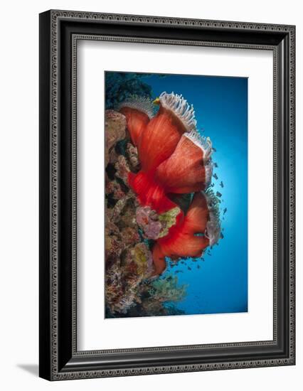 Magnificent Anemone (Heteractis Magnifica), Ras Mohammed Nat'l Pk, Off Sharm El Sheikh, Egypt-Mark Doherty-Framed Photographic Print