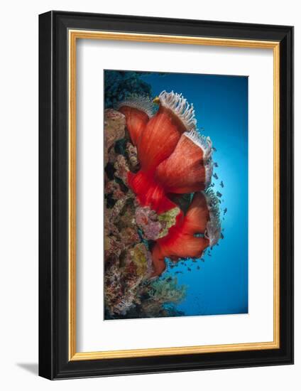 Magnificent Anemone (Heteractis Magnifica), Ras Mohammed Nat'l Pk, Off Sharm El Sheikh, Egypt-Mark Doherty-Framed Photographic Print