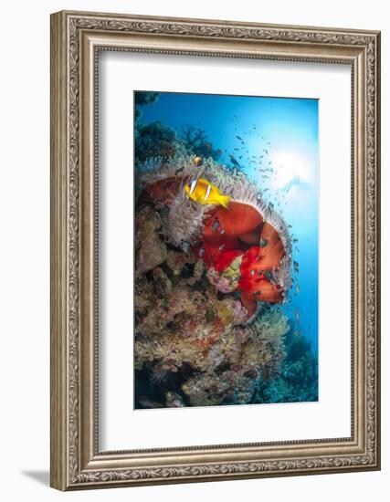 Magnificent Anemone (Heteractis Magnifica), Ras Mohammed Nat'l Pk, Off Sharm El Sheikh, Egypt-Mark Doherty-Framed Photographic Print