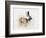 Magnificent Fallow Buck, 2006-Mark Adlington-Framed Giclee Print