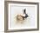 Magnificent Fallow Buck, 2006-Mark Adlington-Framed Giclee Print