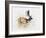 Magnificent Fallow Buck, 2006-Mark Adlington-Framed Giclee Print