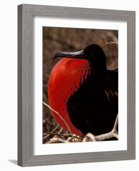 Magnificent Frigate Bird, Galapagos Islands, Ecuador-Art Wolfe-Framed Photographic Print