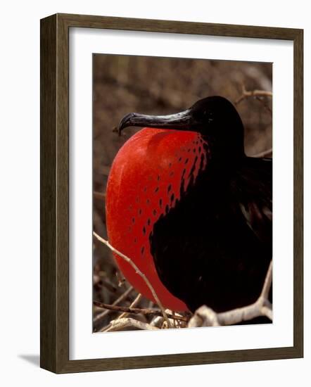 Magnificent Frigate Bird, Galapagos Islands, Ecuador-Art Wolfe-Framed Photographic Print