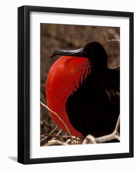 Magnificent Frigate Bird, Galapagos Islands, Ecuador-Art Wolfe-Framed Photographic Print