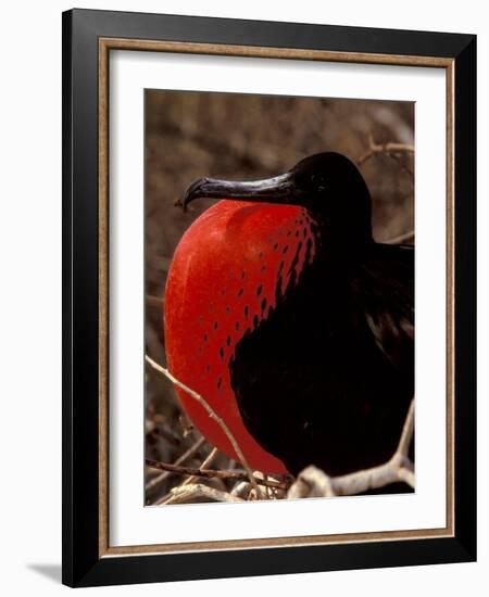 Magnificent Frigate Bird, Galapagos Islands, Ecuador-Art Wolfe-Framed Photographic Print