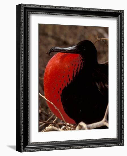 Magnificent Frigate Bird, Galapagos Islands, Ecuador-Art Wolfe-Framed Photographic Print