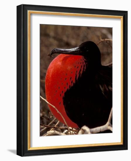 Magnificent Frigate Bird, Galapagos Islands, Ecuador-Art Wolfe-Framed Photographic Print