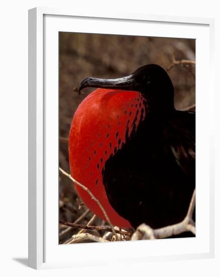 Magnificent Frigate Bird, Galapagos Islands, Ecuador-Art Wolfe-Framed Photographic Print