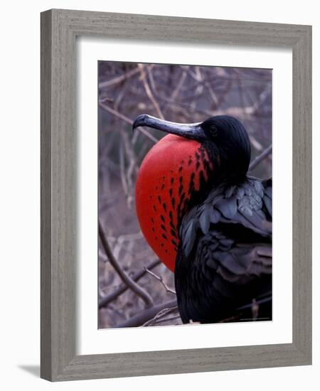 Magnificent Frigatebird, Galapagos Islands, Ecuador-Gavriel Jecan-Framed Photographic Print