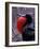 Magnificent Frigatebird, Galapagos Islands, Ecuador-Gavriel Jecan-Framed Photographic Print