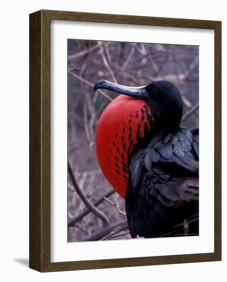 Magnificent Frigatebird, Galapagos Islands, Ecuador-Gavriel Jecan-Framed Photographic Print