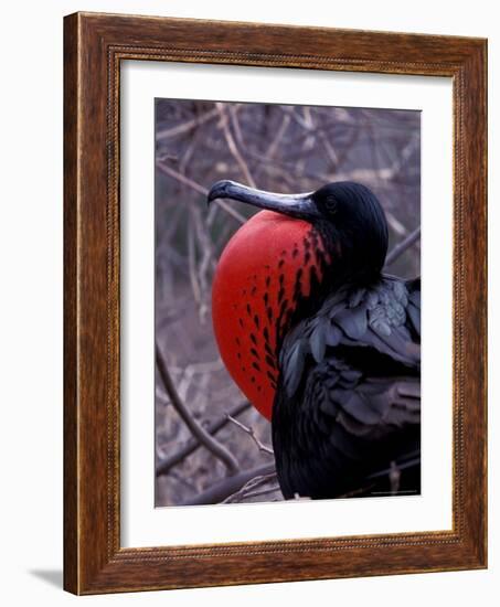 Magnificent Frigatebird, Galapagos Islands, Ecuador-Gavriel Jecan-Framed Photographic Print