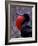 Magnificent Frigatebird, Galapagos Islands, Ecuador-Gavriel Jecan-Framed Photographic Print