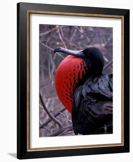 Magnificent Frigatebird, Galapagos Islands, Ecuador-Gavriel Jecan-Framed Photographic Print