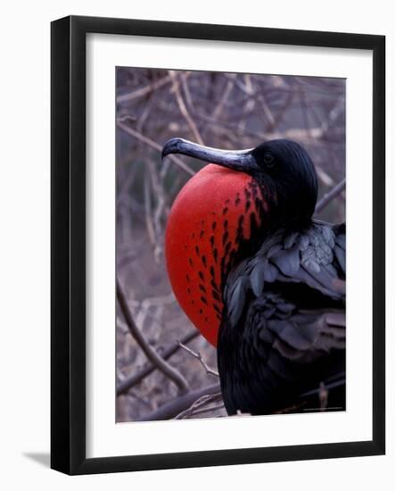 Magnificent Frigatebird, Galapagos Islands, Ecuador-Gavriel Jecan-Framed Photographic Print