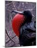 Magnificent Frigatebird, Galapagos Islands, Ecuador-Gavriel Jecan-Mounted Photographic Print