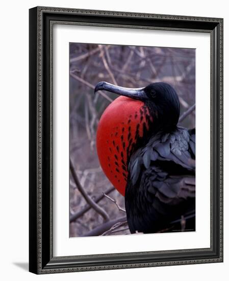 Magnificent Frigatebird, Galapagos Islands, Ecuador-Gavriel Jecan-Framed Photographic Print